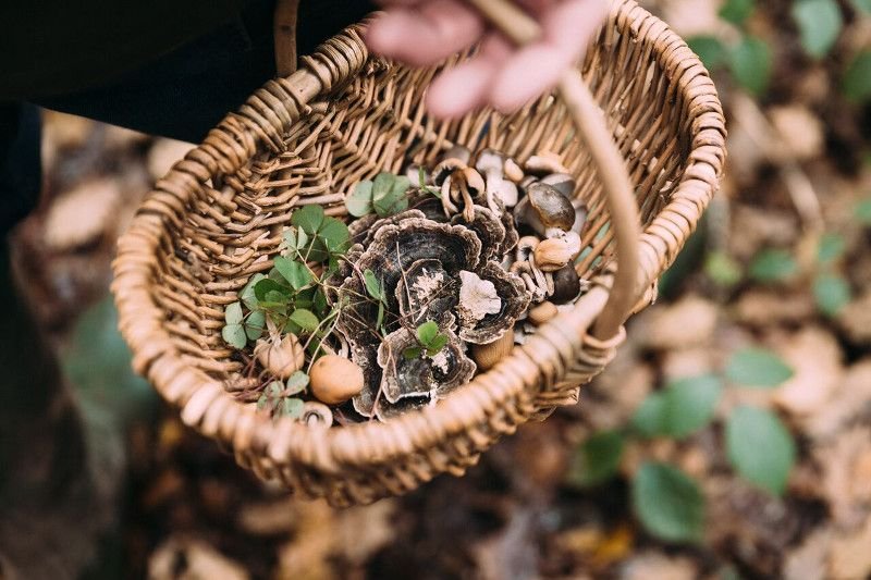 Wild foraging